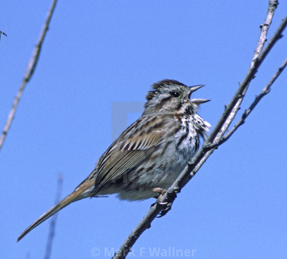 "Song Sparrow sings" stock image