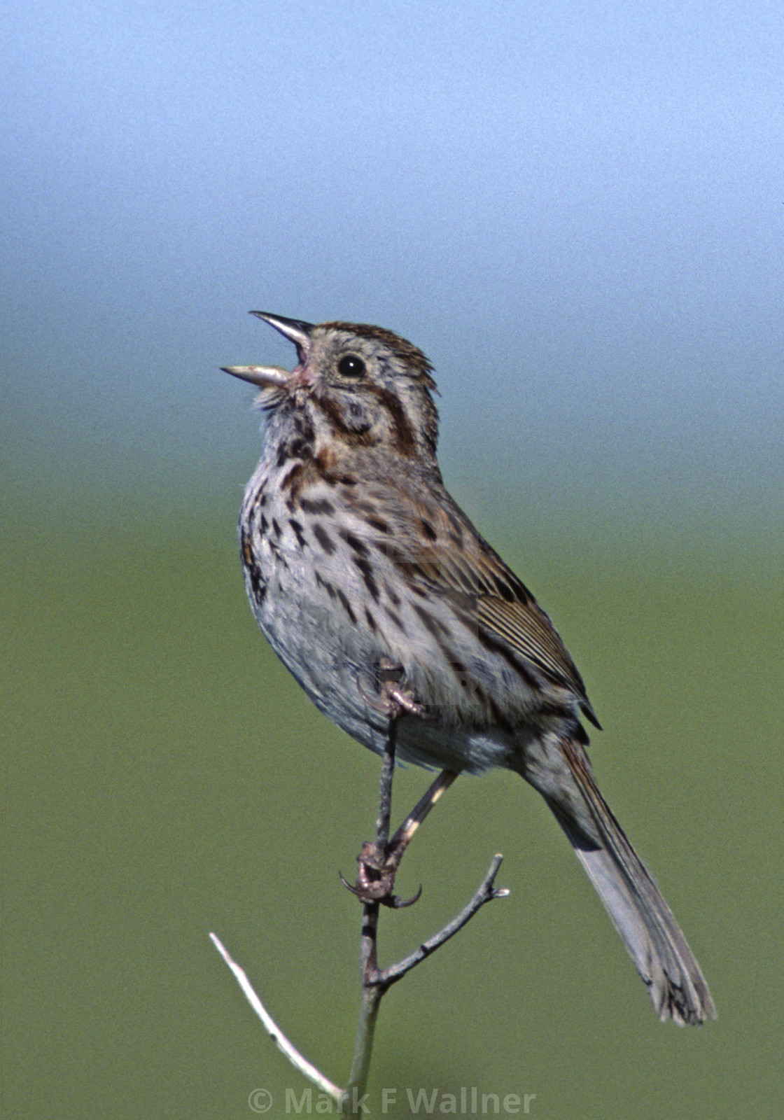 "Song Sparrow sings" stock image