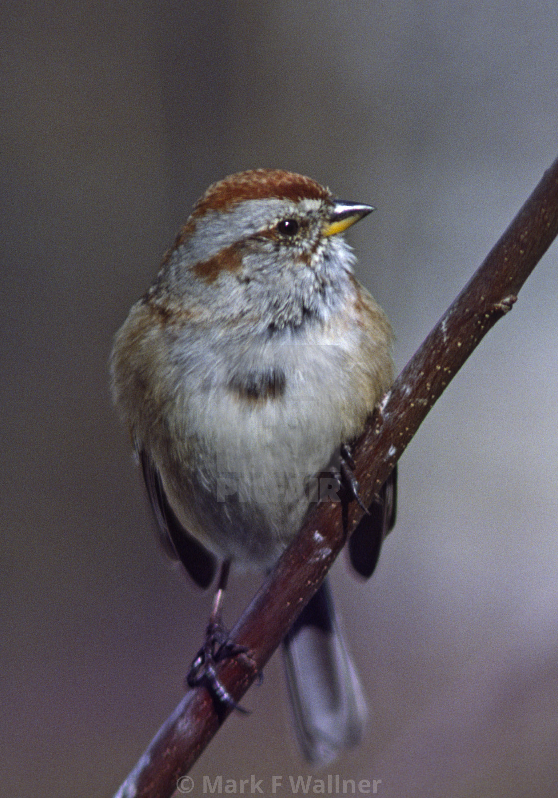 "Tree Sparrow" stock image