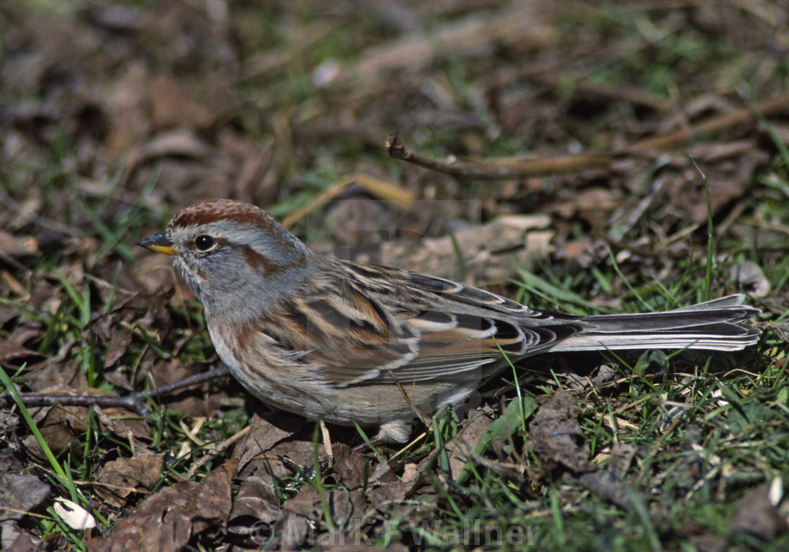 "Tree Sparrow on ground" stock image