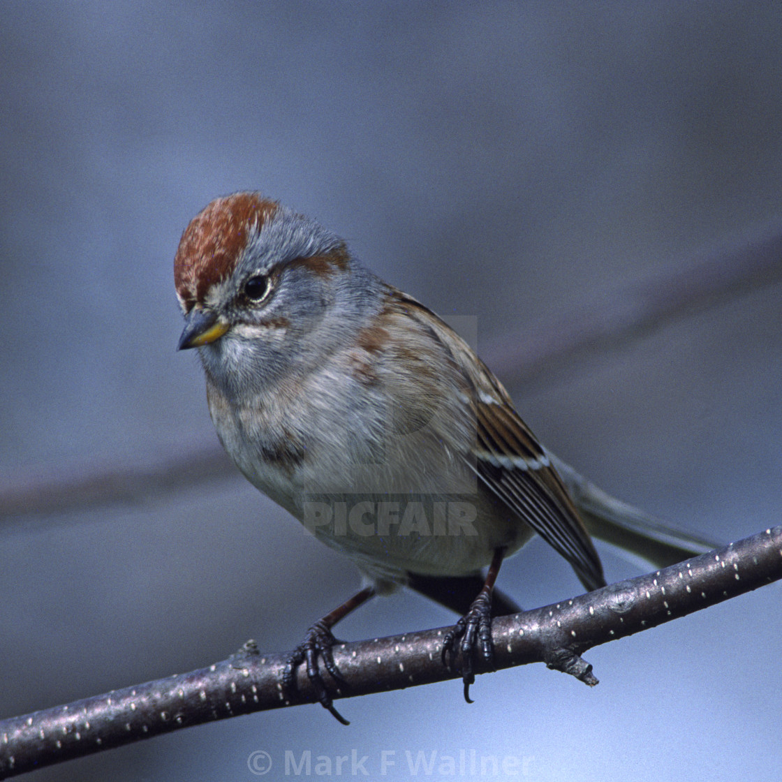 "Tree Sparrow" stock image
