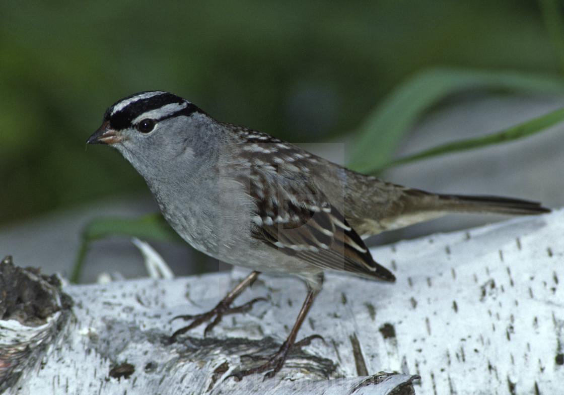 "White-crowned Sparrow on log" stock image