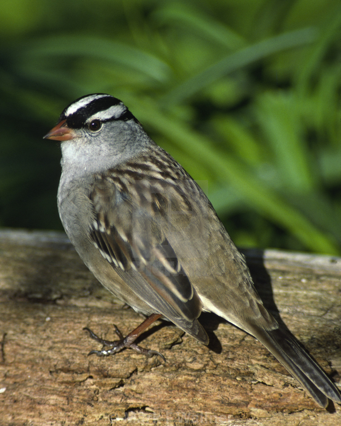 "White-crowned Sparrow on log" stock image