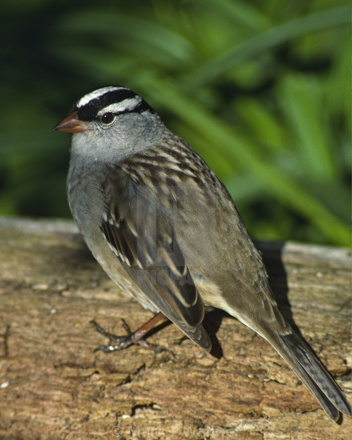 "White-crowned Sparrow on log" stock image