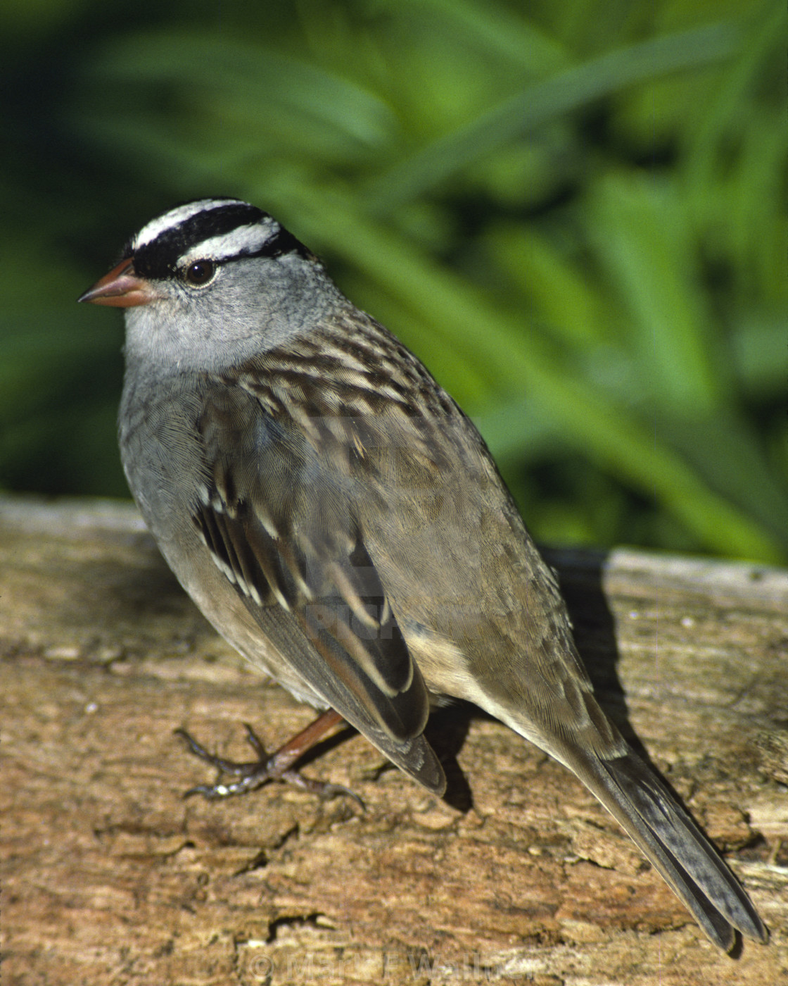 "White-crowned Sparrow on log" stock image