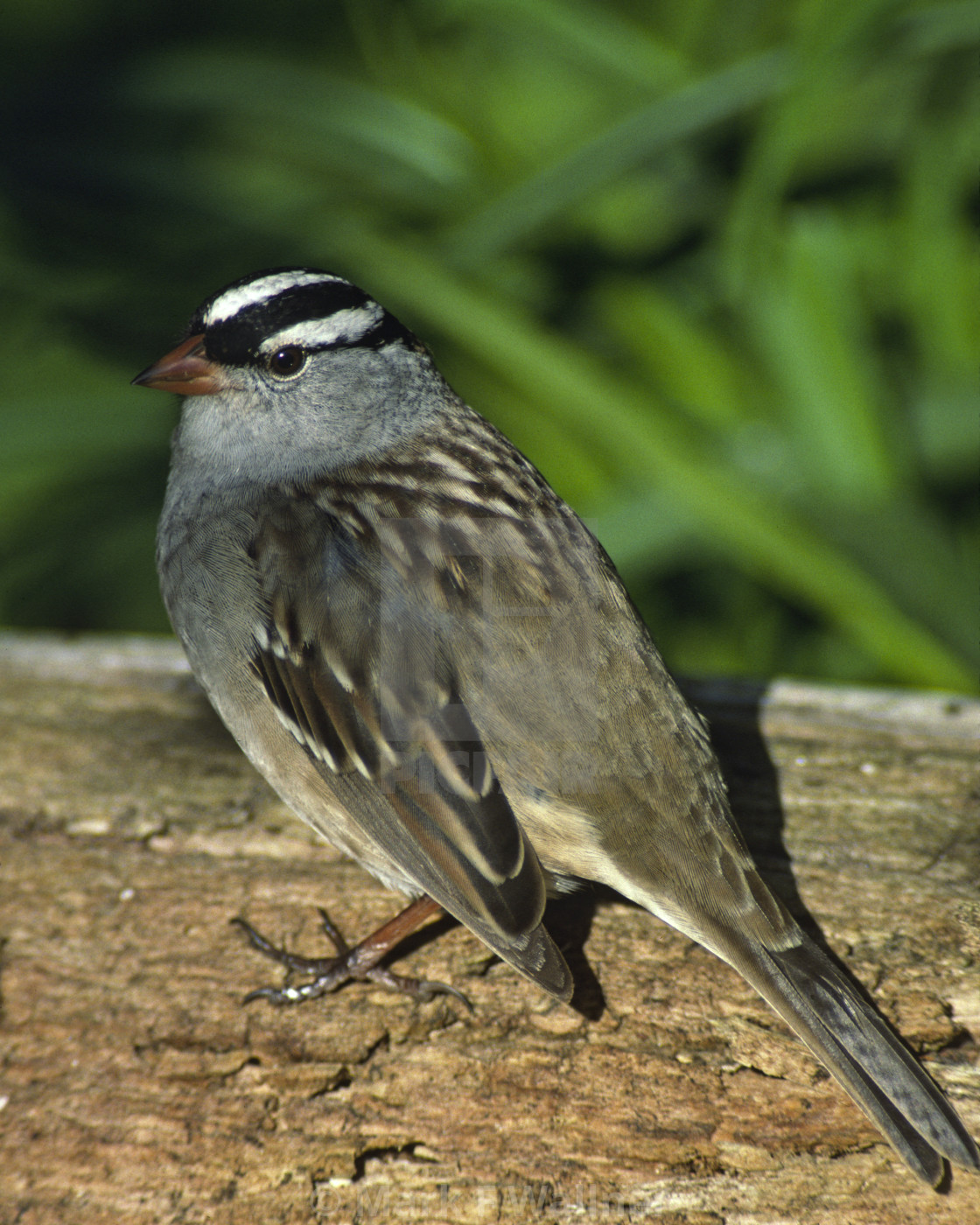 "White-crowned Sparrow on log" stock image