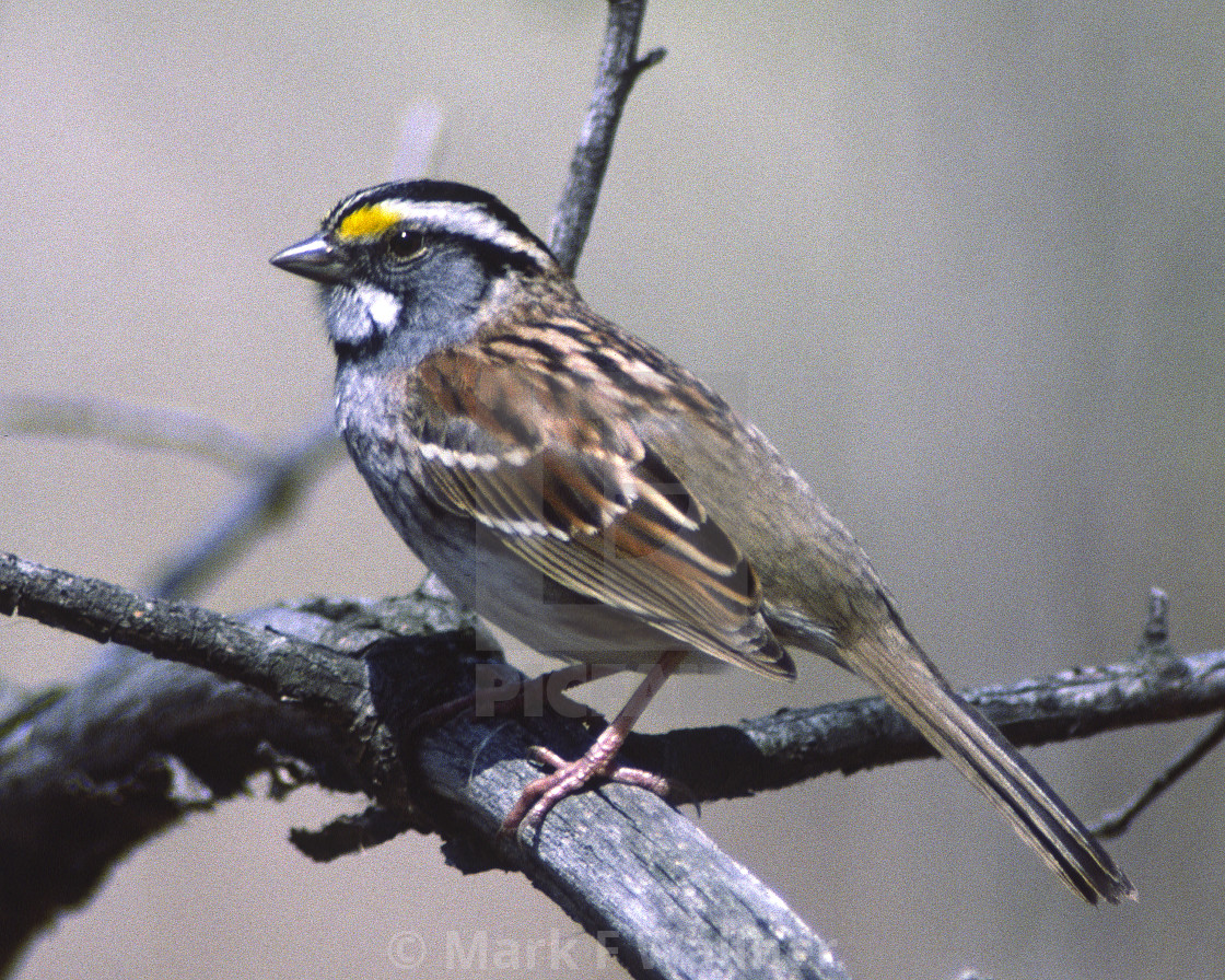 "White-throated Sparrow" stock image