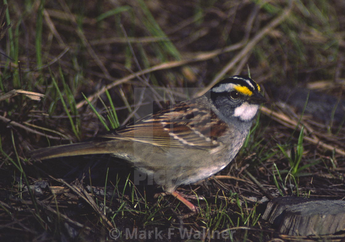 "White-throated Sparrow on ground" stock image