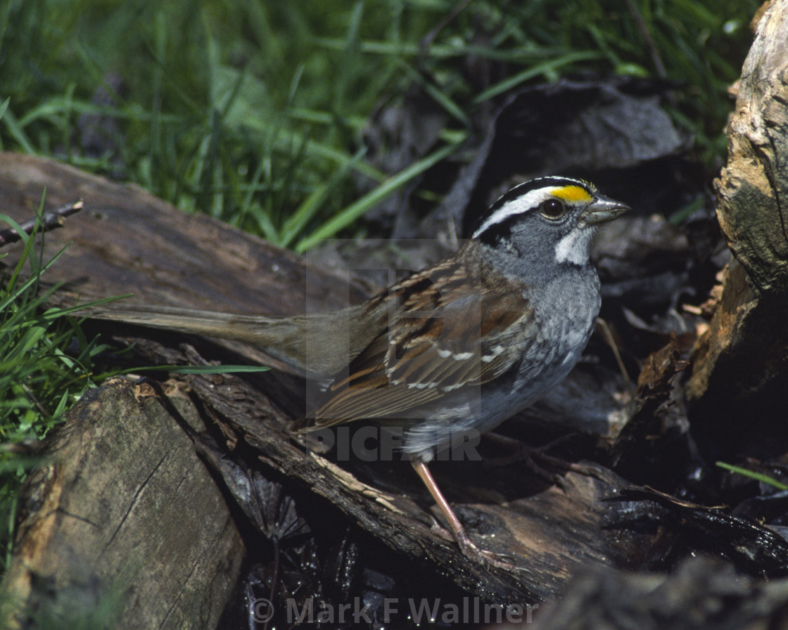 "White-throated Sparrow on ground" stock image