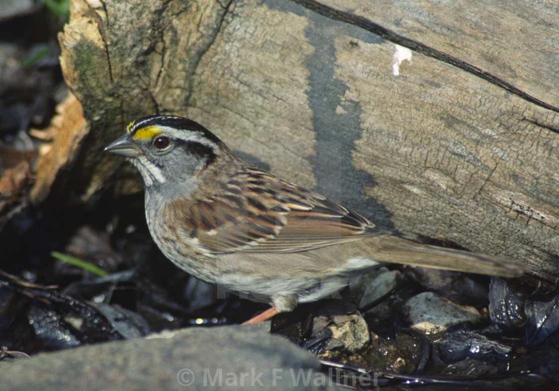 "White-throated Sparrow" stock image