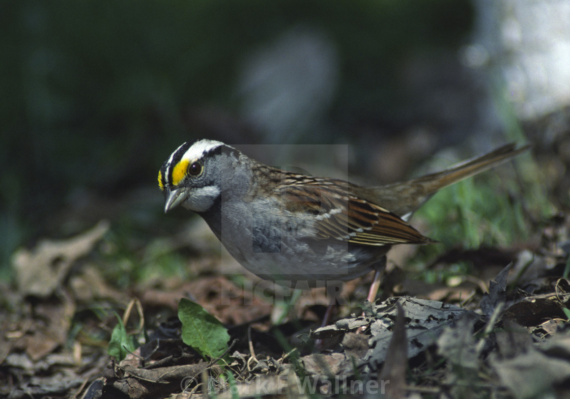 "White-throated Sparrow on ground" stock image