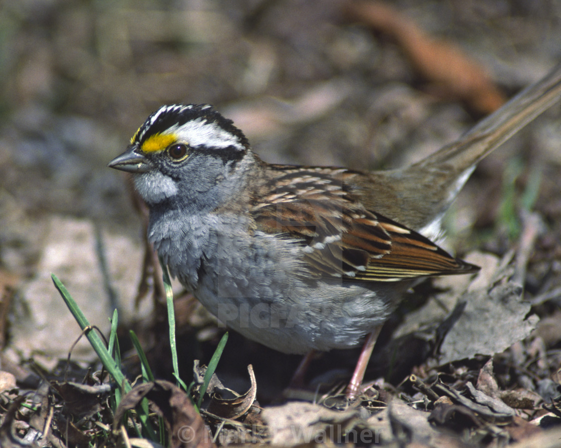 "White-throated Sparrow on ground" stock image