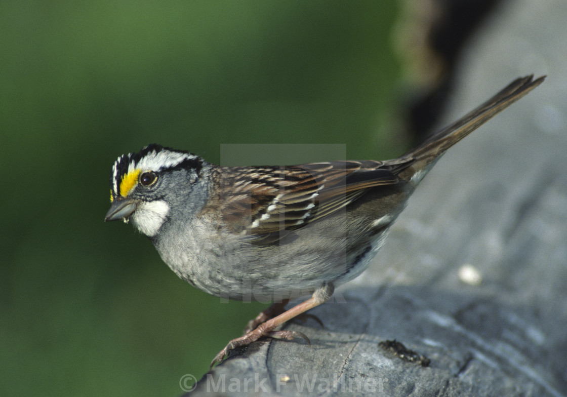 "White-throated Sparrow on log" stock image