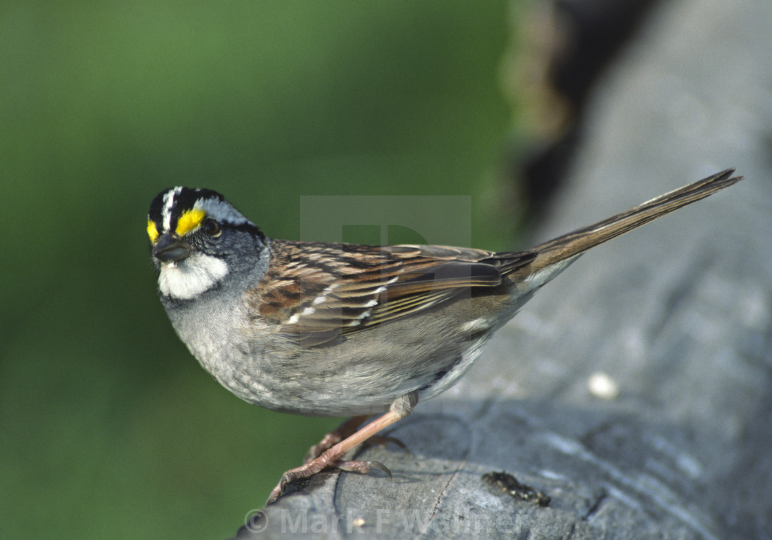 "White-throated Sparrow on log" stock image