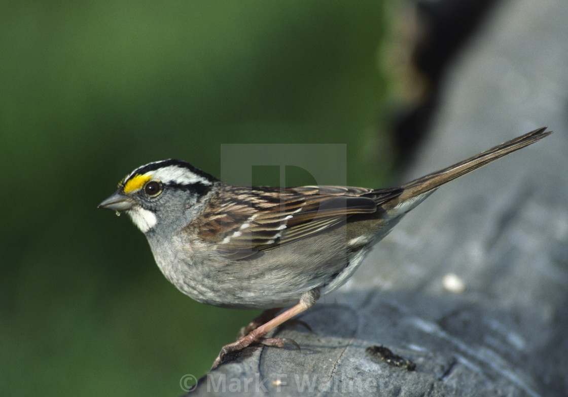 "White-throated Sparrow on log" stock image