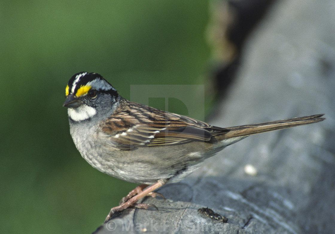 "White-throated Sparrow on log" stock image