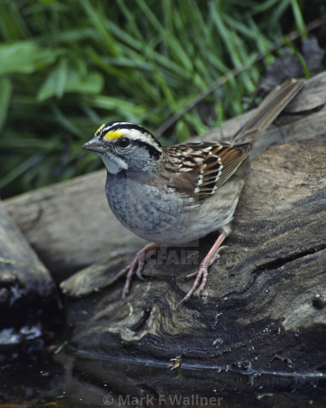 "White-throated Sparrow on log" stock image