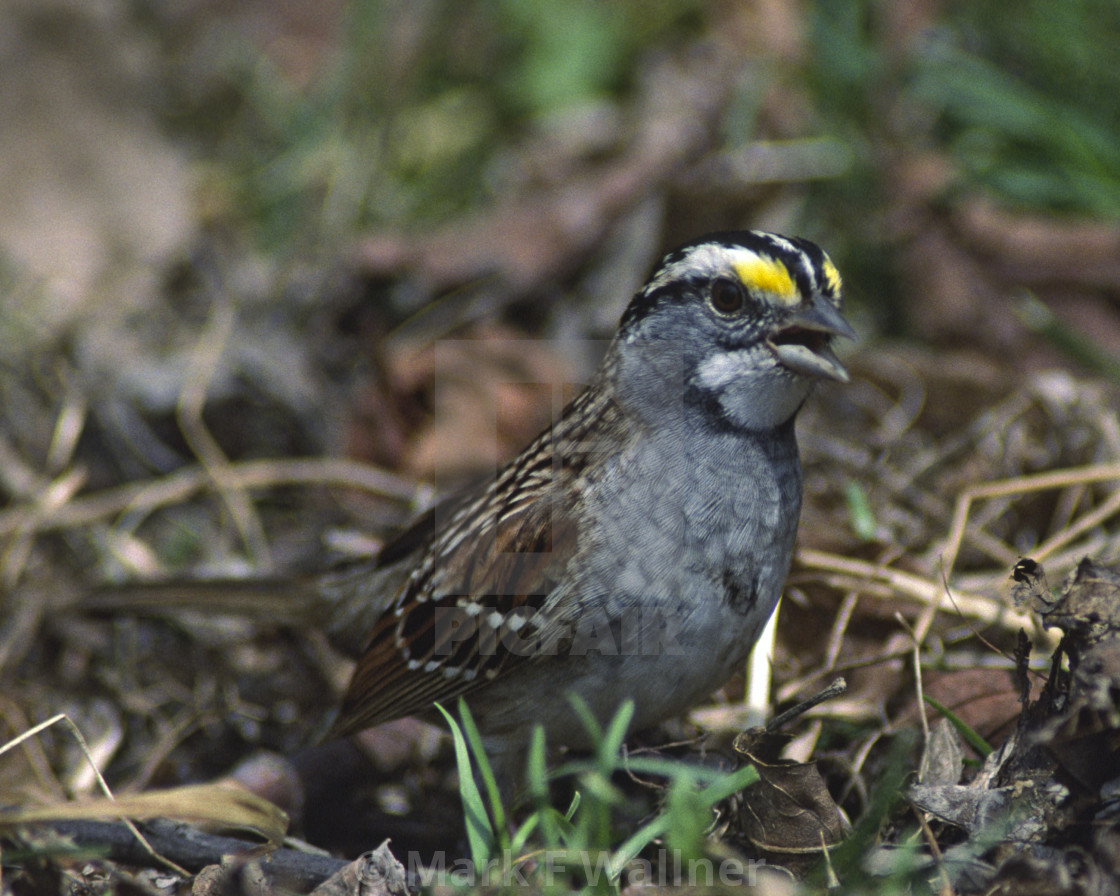 "White-throated Sparrow on ground" stock image