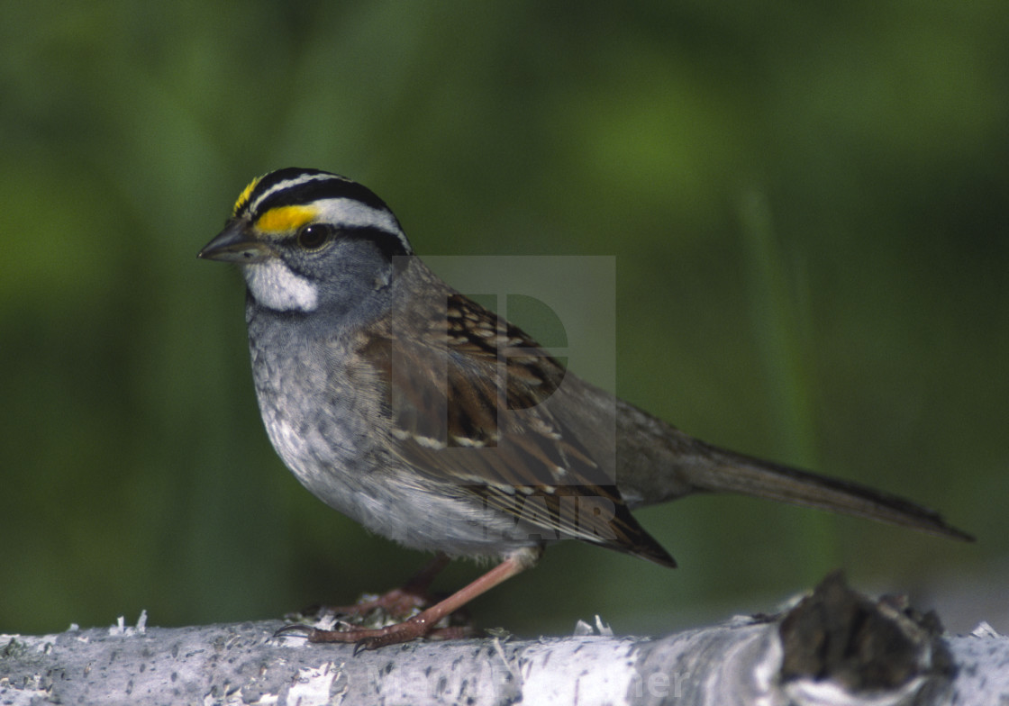 "White-throated Sparrow on log" stock image