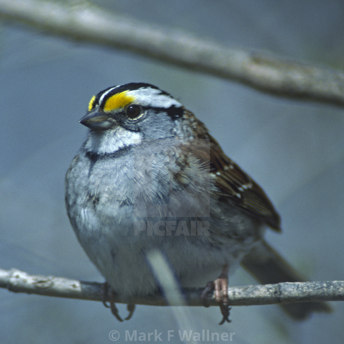 "White-throated Sparrow" stock image