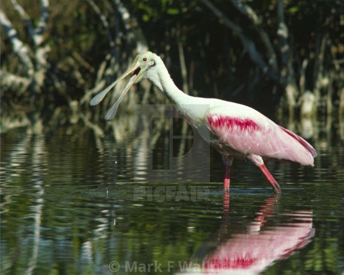 "Roseate Spoonbill" stock image