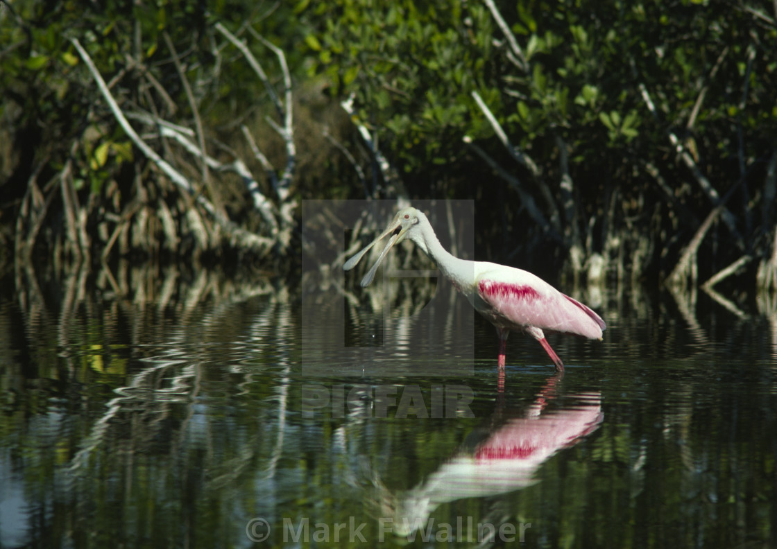 "Roseate Spoonbill" stock image