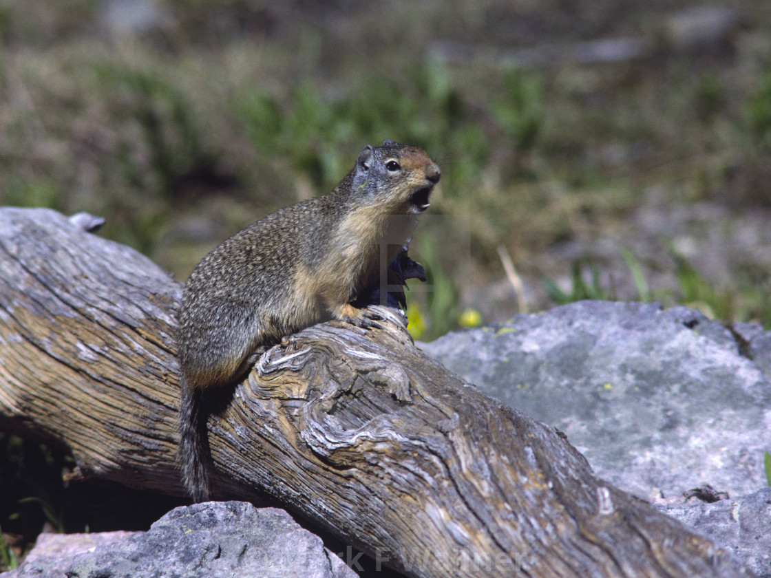 "Columbian Ground squirrel on log" stock image