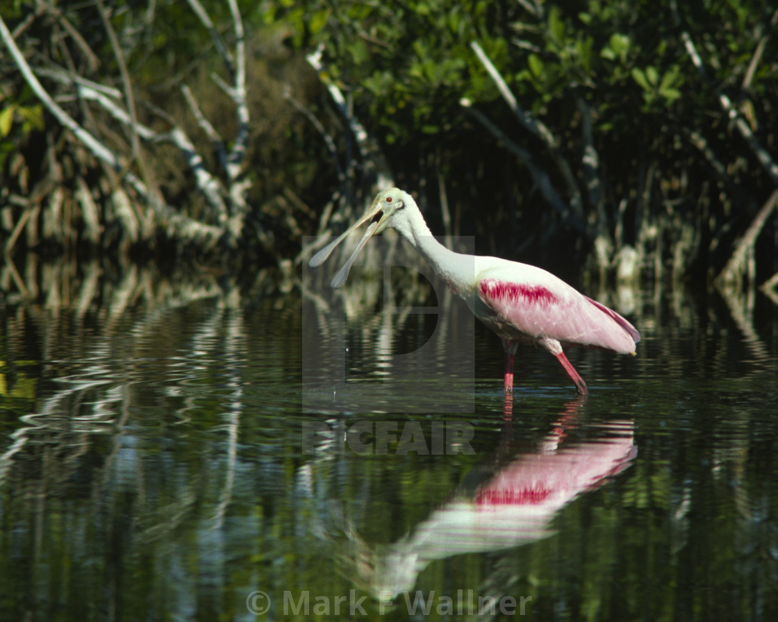 "Roseate Spoonbill" stock image