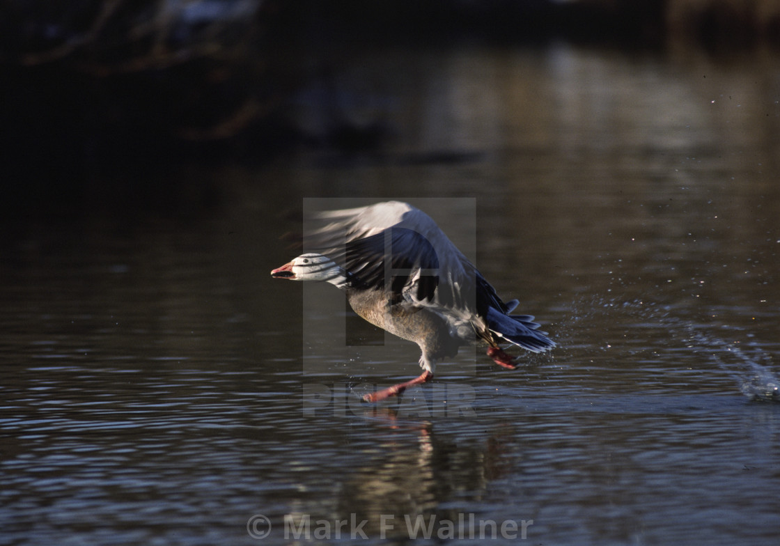 "Snow Goose takes off" stock image