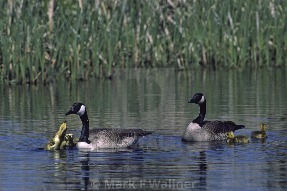 "Canada Goose family 335-11 drive 2" stock image