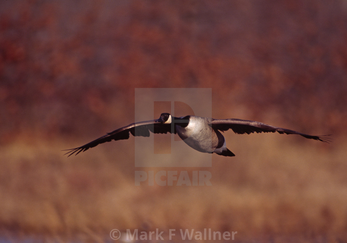 "Canada Goose flies in 1758-3 drive 2" stock image