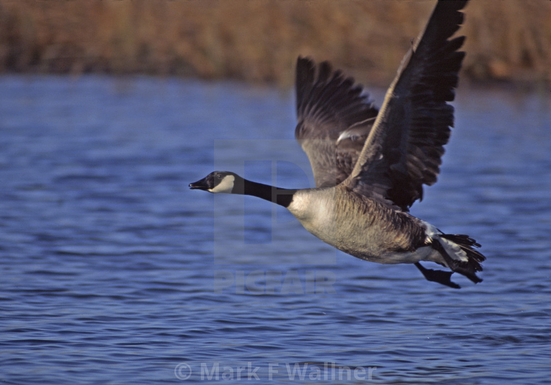 "Canada Goose flies up. 1614-23 drive 2" stock image