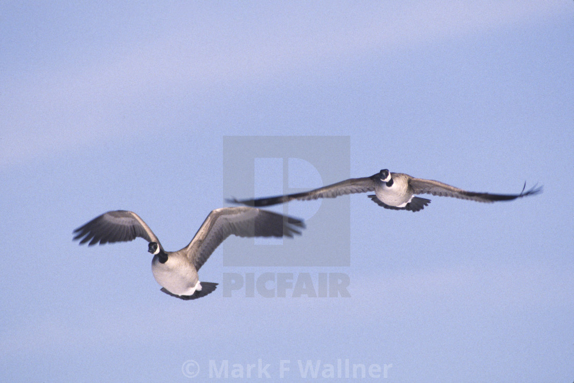 "Canada Geese fly in 1898-1 drive 2" stock image