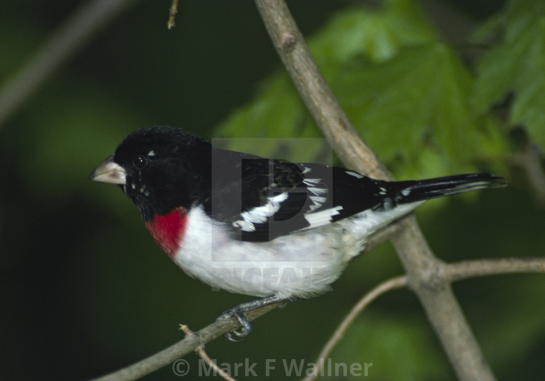 "Rose-breasted Grosbeak 1516-23 drive 2" stock image