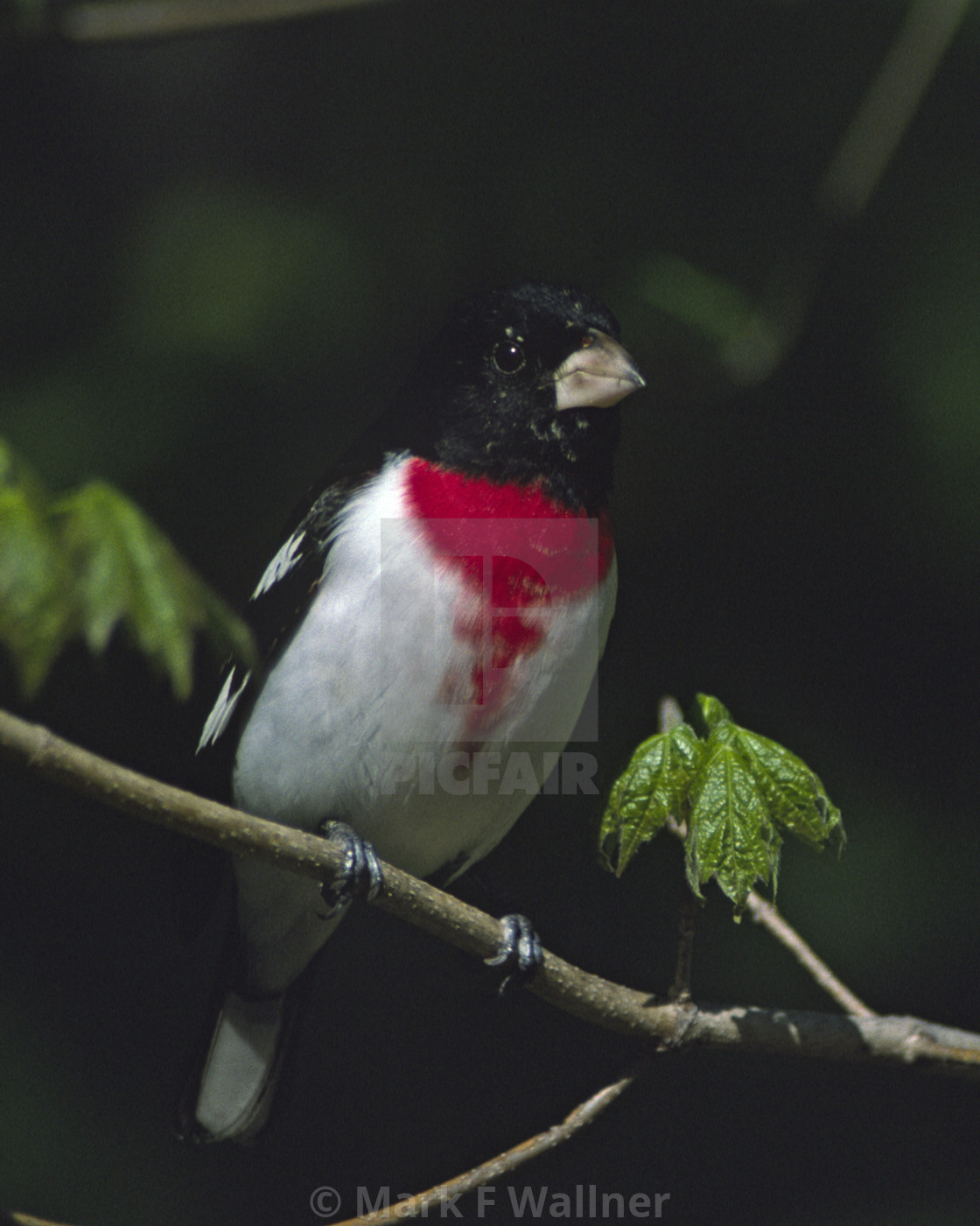 "Rose-breasted Grosbeak 1516-3 drive 2" stock image