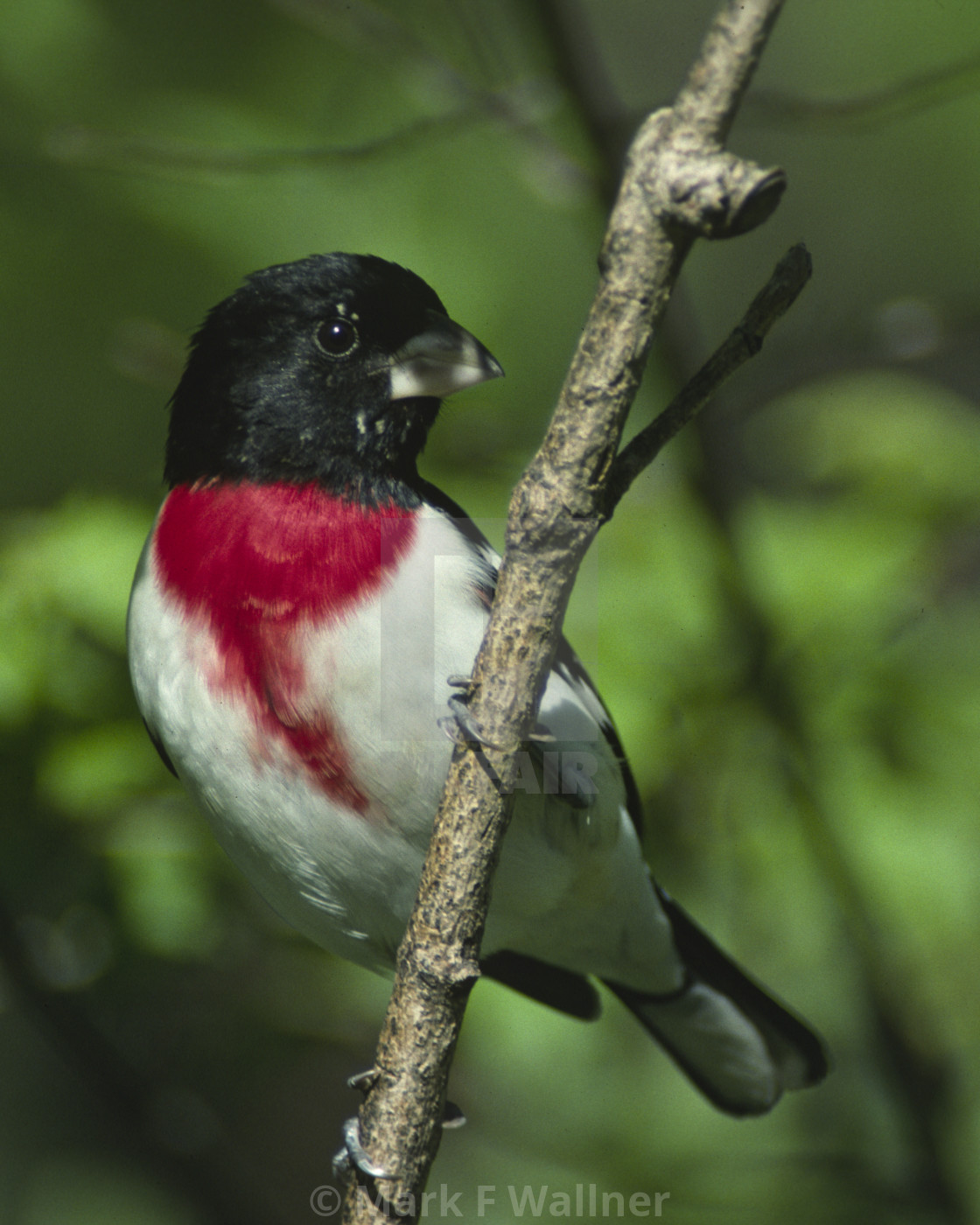 "Rose-breasted Grosbeak on branch" stock image