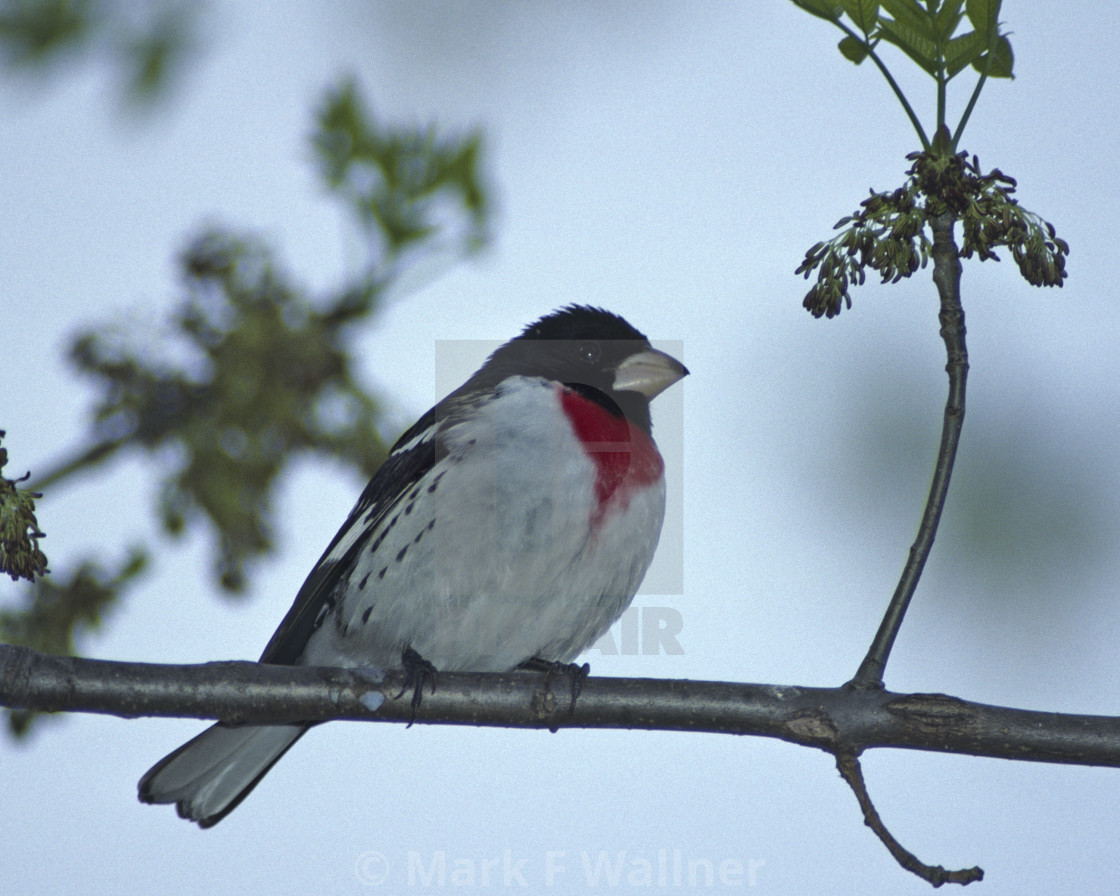 "Rose-breasted Grosbeak 1296-18" stock image