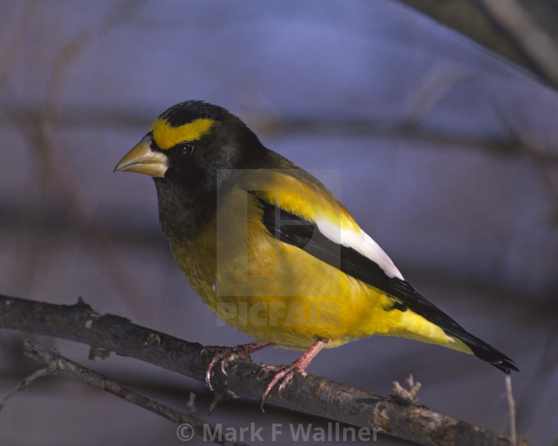 "Evening Grosbeak 489-34 drive 2" stock image