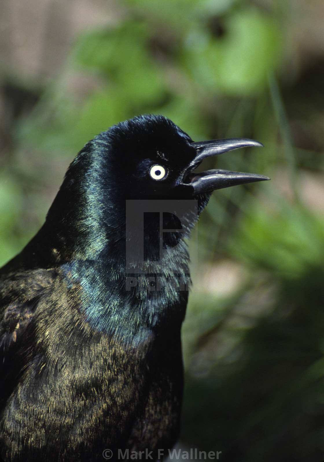 "Common Grackle calls 1132-34 drive 2" stock image