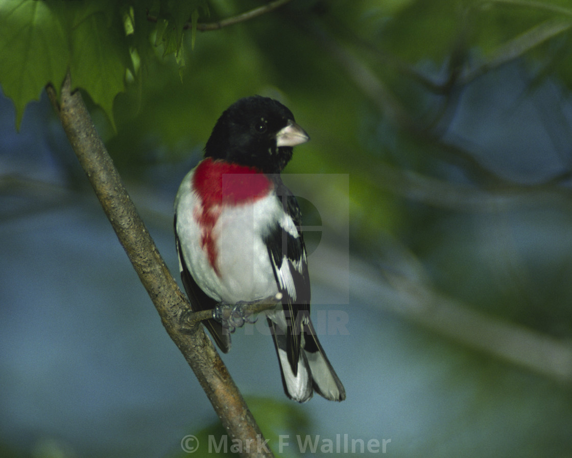 "Rose-breasted Grosbeak 1518-22 drive 2" stock image