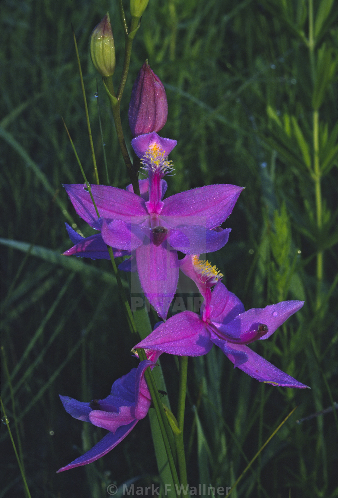 "Grass Pink 1166-25 drive 2" stock image