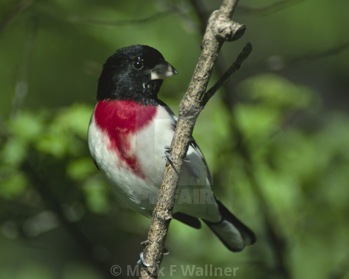 "Rose-breasted Grosbeak on branch" stock image