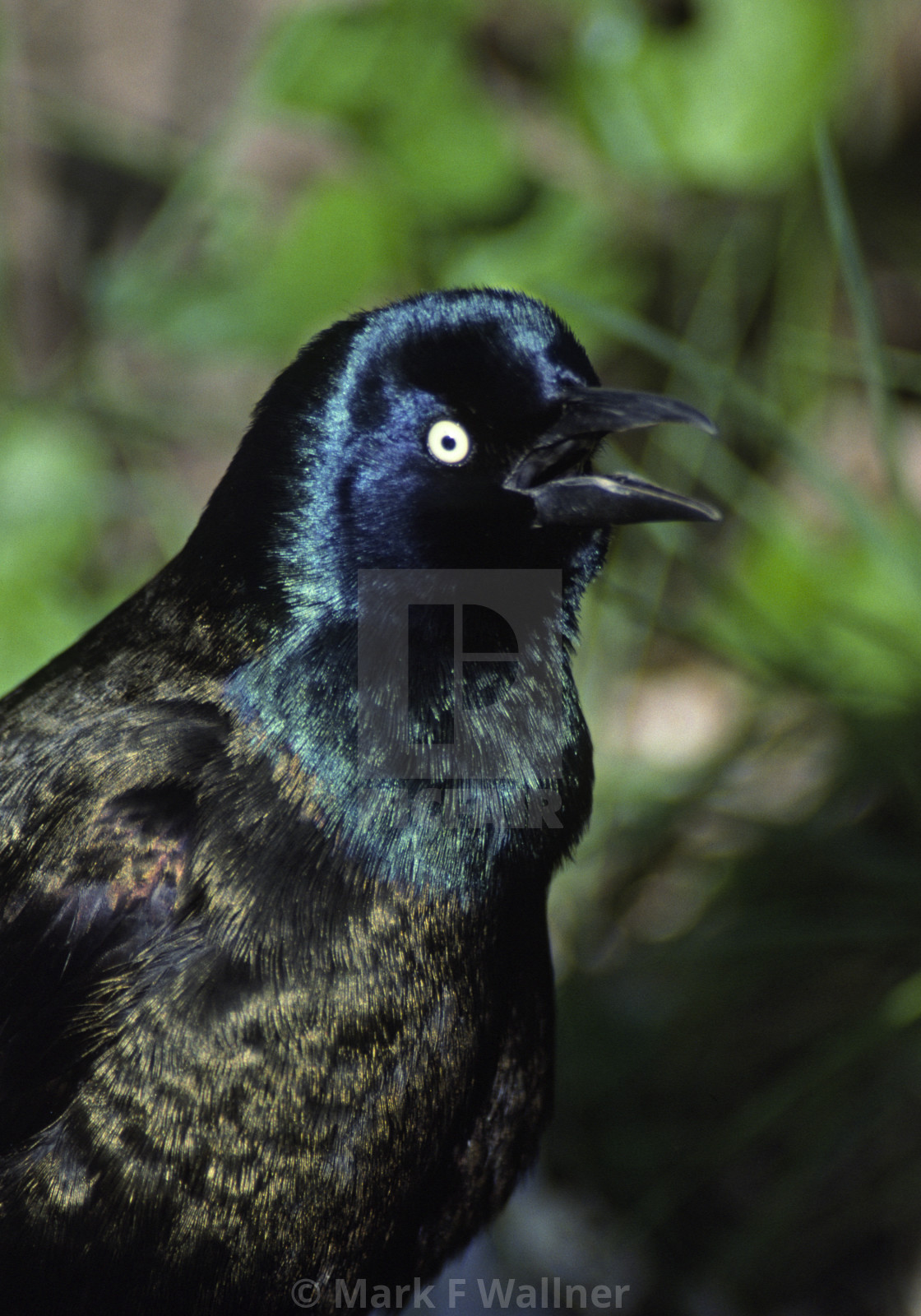 "Common Grackle calls 1132-38 drive 2" stock image