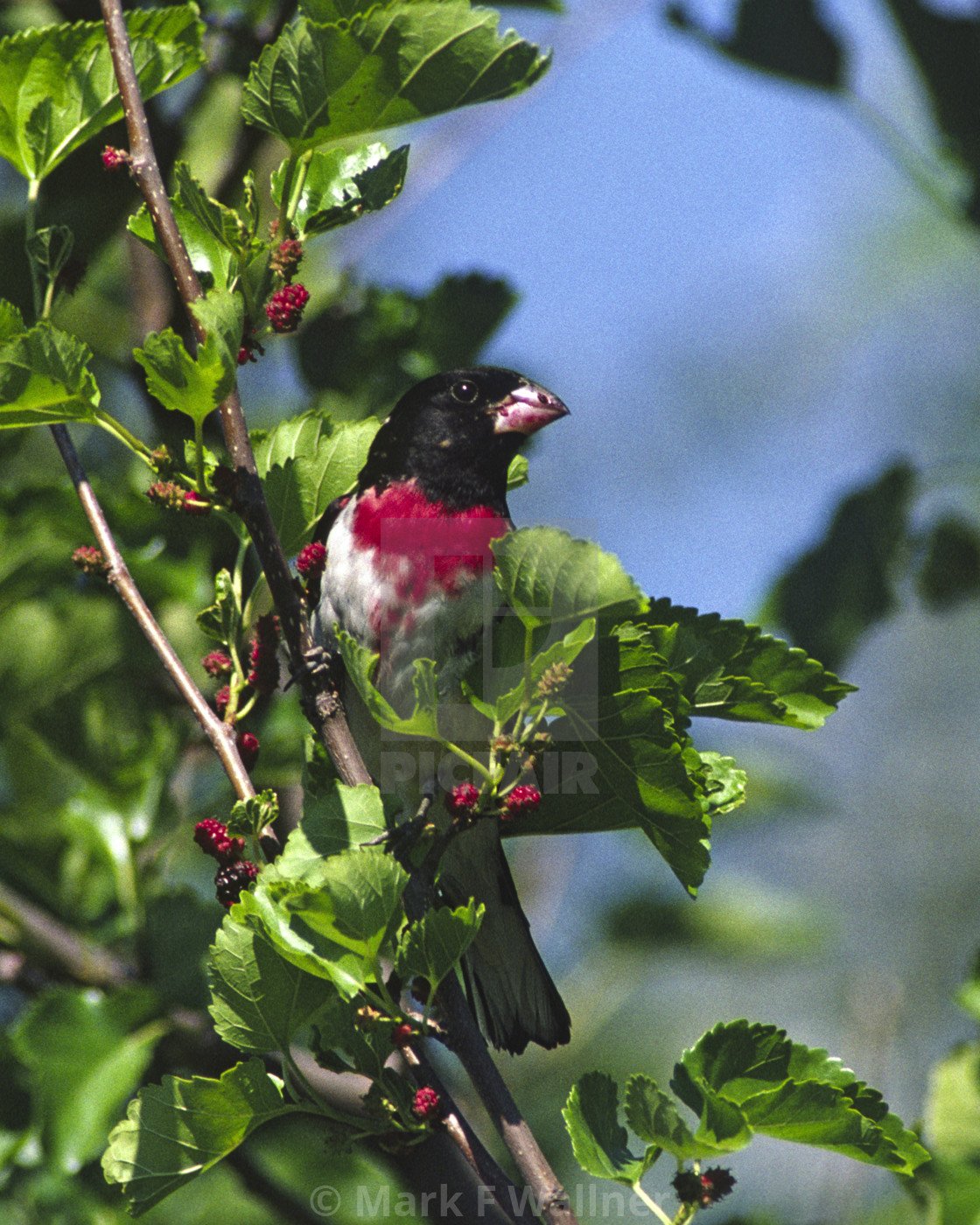 "Rose-breasted Grosbeak in mulberry tree 572-28" stock image