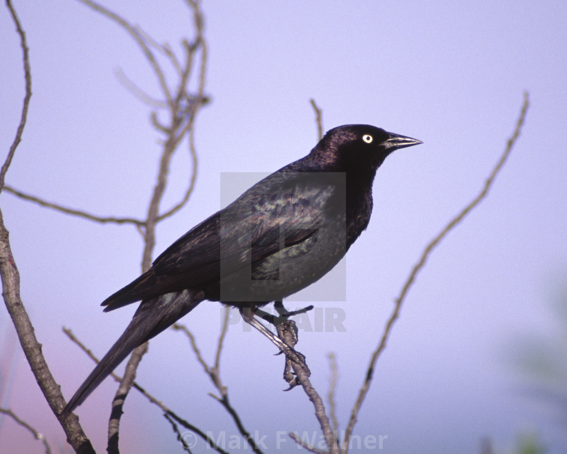 "Common Grackle in tree 2135-29 drive 2" stock image