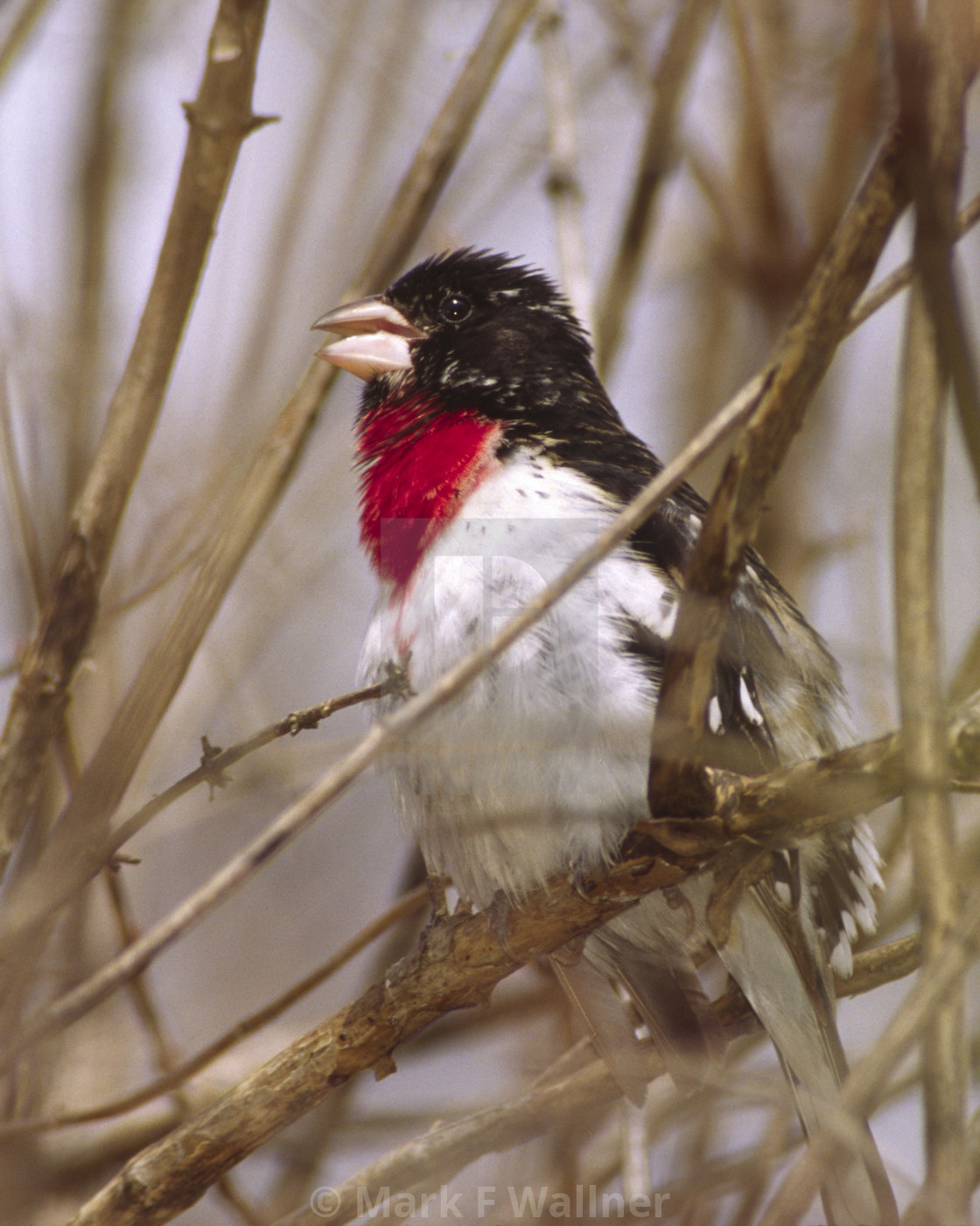 "Rose-breasted Grosbeak 1790-35" stock image