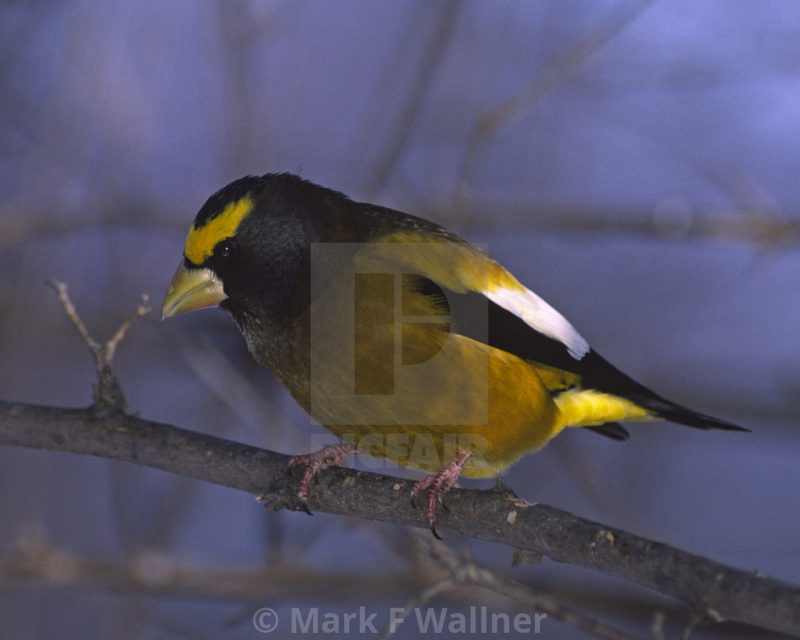 "Evening Grosbeak 490-7" stock image