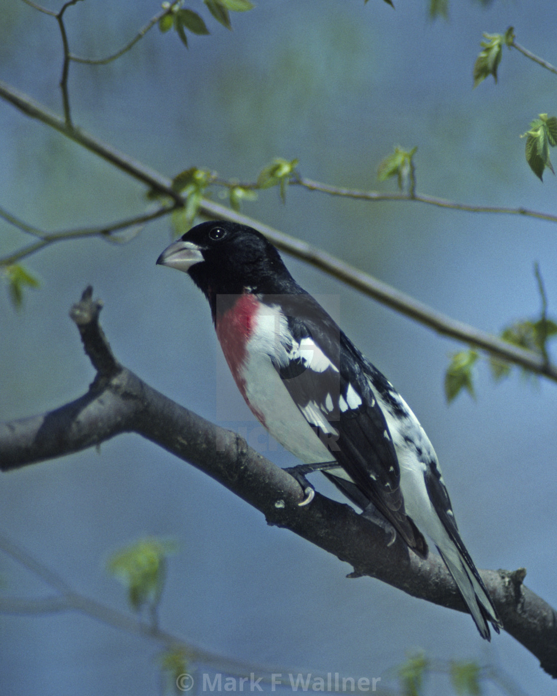 "Rose-breasted Grosbeak 1623-35 drive 2" stock image