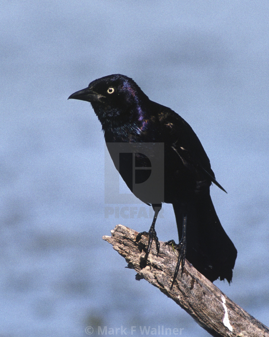 "Common Grackle 614-21 drive 2" stock image