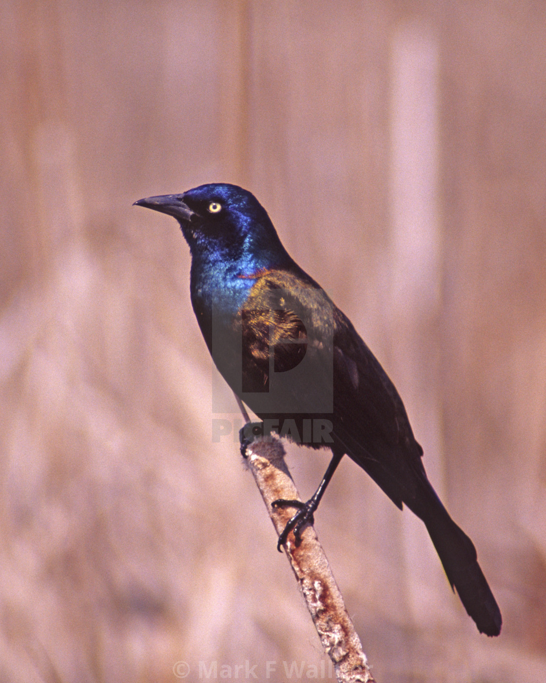 "Common Grackle on cattail 2705-21 drive 2" stock image